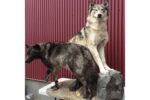 Arctic Wolf Wildlife Mount - Wolf Pair