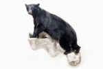 Black Bear Wildlife Mount - Full Mount