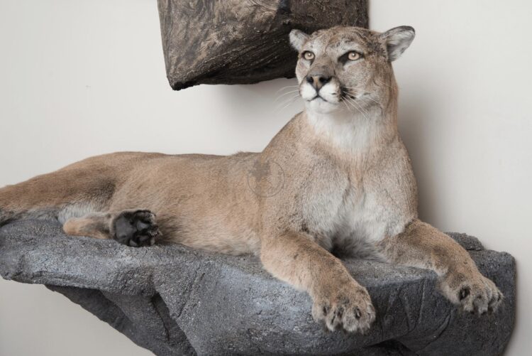 Cougar Wildlife Mount - Any Pose