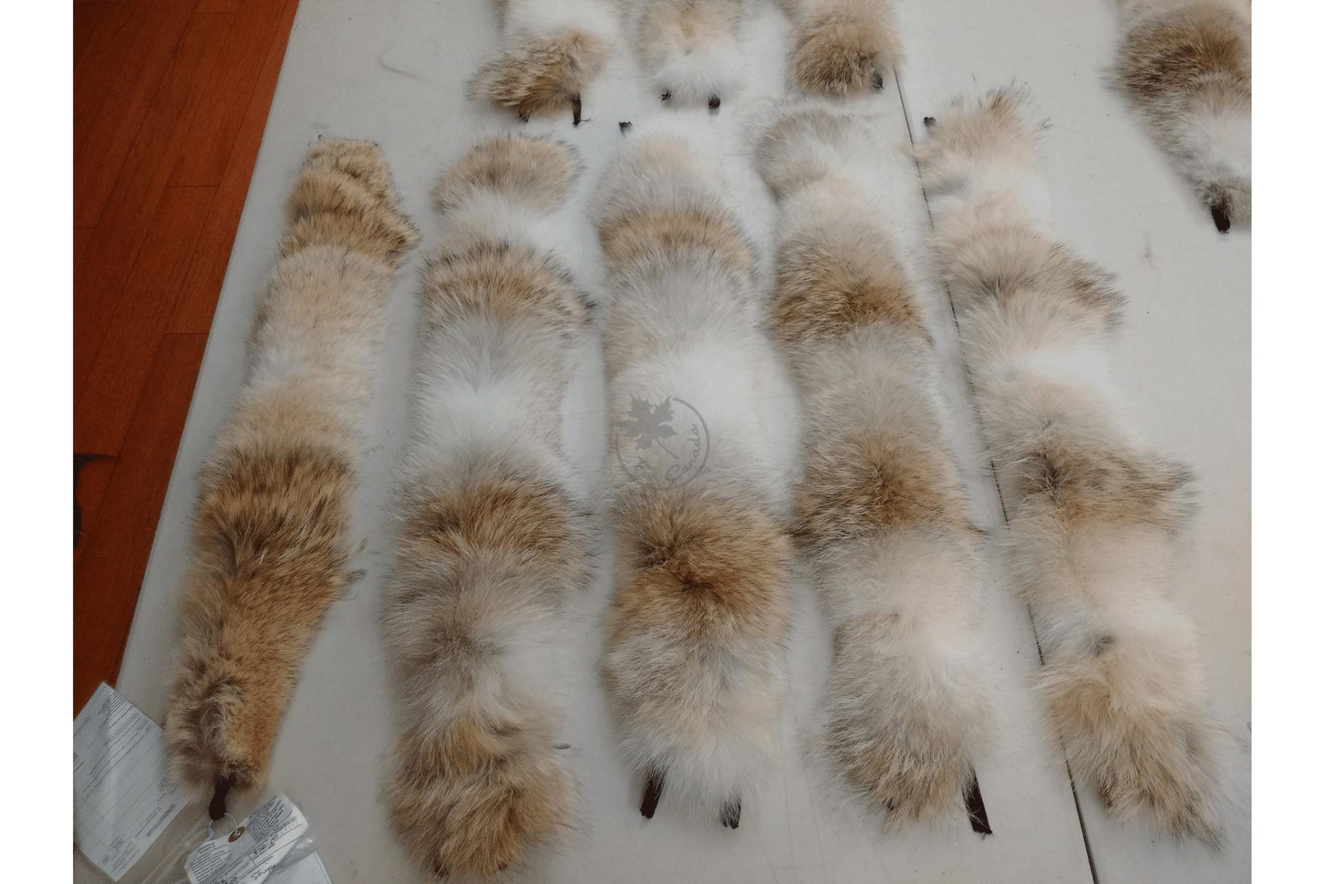 Coyote Fur Collars – FurCanada