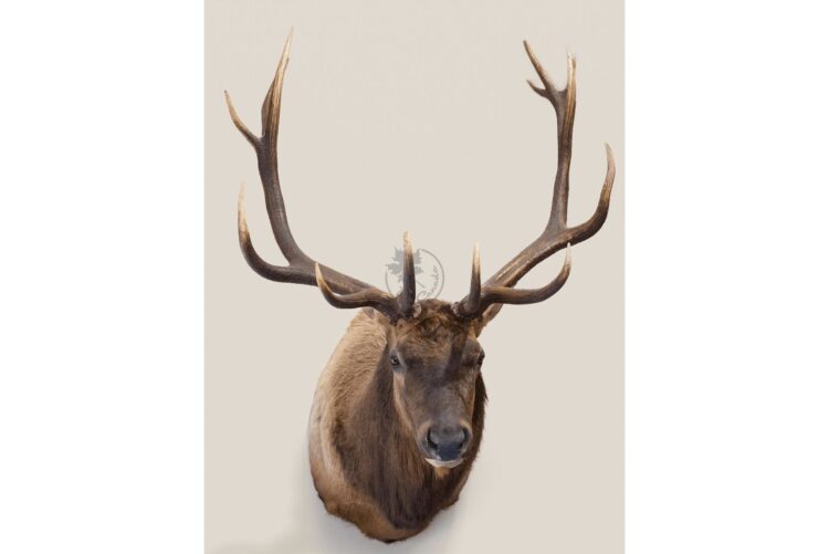 Elk Wildlife Mount - Shoulder Mount