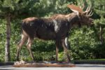 Moose Wildlife Mount - Full Mount
