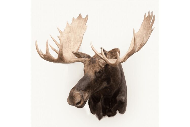 Moose Wildlife Mount - Shoulder Mount