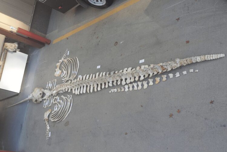 Narwhal Skeleton