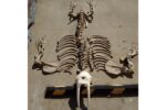 Walrus Skeleton