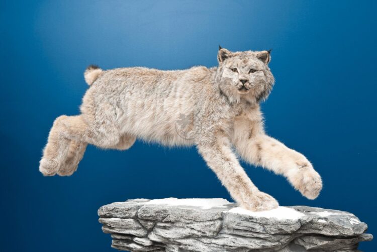 Canada Lynx Wildlife Mount