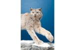 Canada Lynx Wildlife Mount