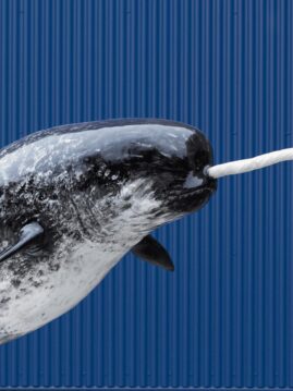 Narwhal Wildlife Mount - Artificial